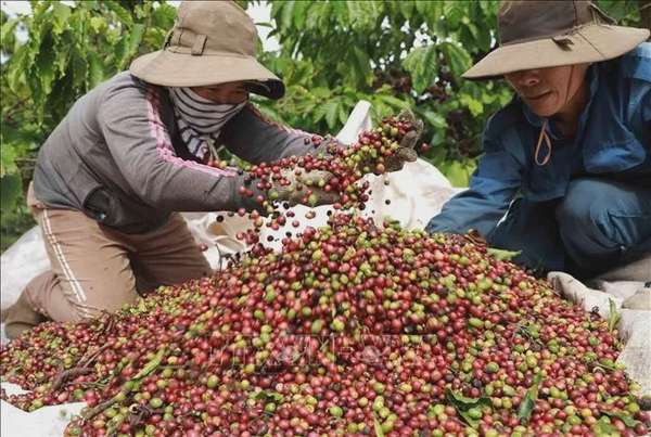 Giá cà phê hôm nay 17/7/2024: Giá cà phê trong nước giảm nhẹ, tăng mạnh với cà phê Arabica