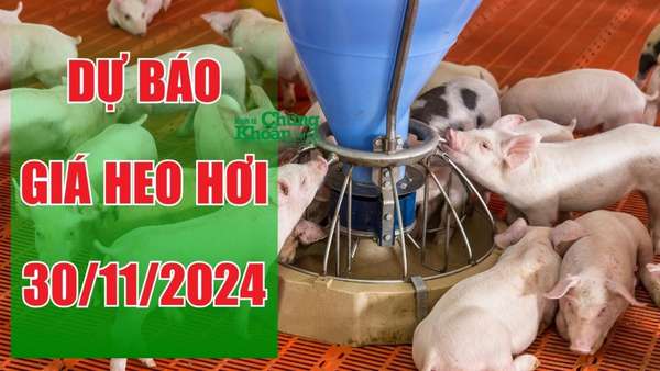 Dự báo giá heo hơi ngày 30/11: Tăng