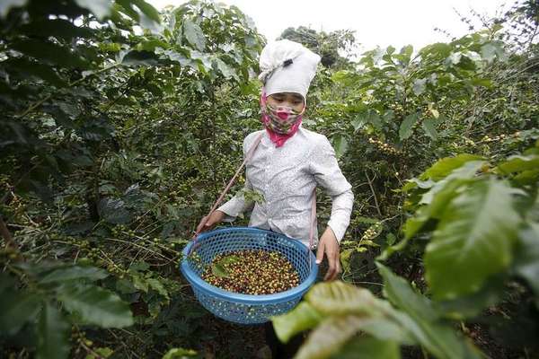 Hiện Việt Nam là quốc gia sản xuất cà phê robusta lớn nhất thế giới và đứng thứ hai về xuất khẩu cà phê. 