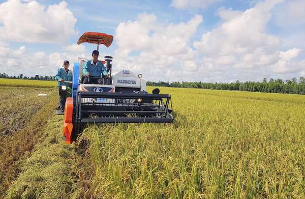 Giá lúa gạo hôm nay ngày 6/3: Doanh nghiệp tăng mua, giá lúa tăng 100 - 200 đồng/kg