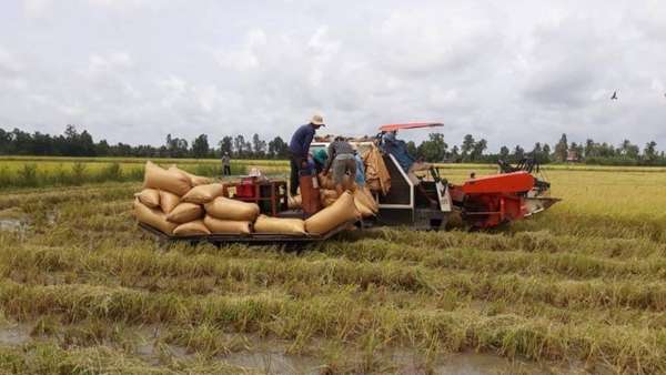 Giá lúa gạo hôm nay ngày 13/2: Không có biến động, nông dân quay lại thu hoạch lúa Đông Xuân sớm