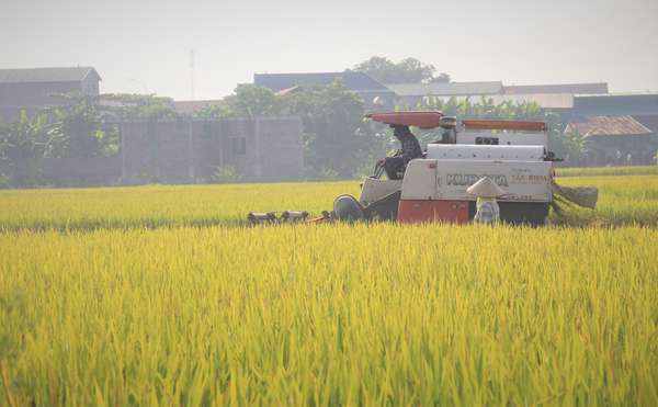 Xuất khẩu gạo năm 2024: Có thể đạt con số 8 triệu tấn (ảnh Nguyễn Hạnh)