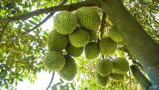 Giá sầu riêng hôm nay ngày 3/11/2023: Sầu riêng "cháy hàng", lập đỉnh giá mới