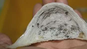 Ảnh bài viết