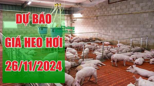 Dự báo giá heo hơi ngày 26/11: Xu hướng tăng nhẹ, người chăn nuôi nên làm gì?