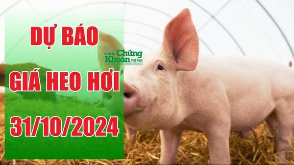 Dự báo giá heo hơi ngày 31/10: Thị trường heo hơi duy trì ổn định trên cả nước