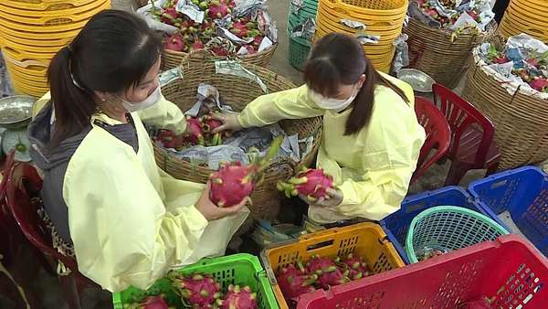 Festival Nông sản Việt Nam - Vĩnh Long năm 2023: Cầu nối xúc tiến thương mại hiệu quả