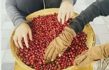 Giá cà phê Arabica tiến sát mốc 8.600 USD/tấn
