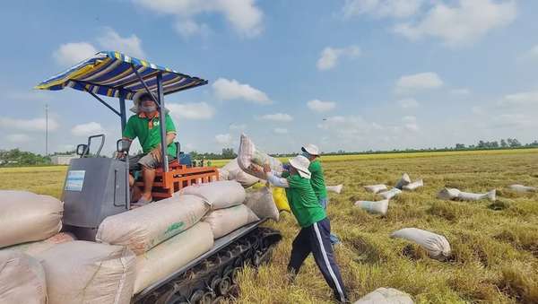 Thủ tướng chỉ đạo tìm giải pháp thúc đẩy xuất khẩu gạo, làm lành mạnh thị trường