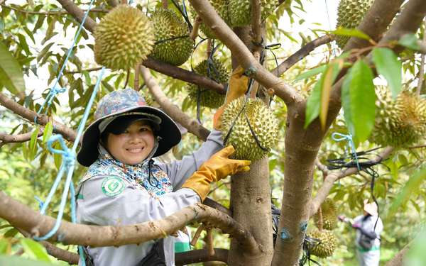 sầu riêng