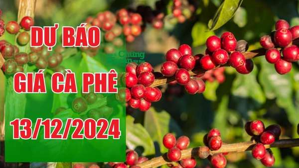 Dự báo giá cà phê ngày 13/12/2024: Liệu đà tăng có tiếp tục duy trì?