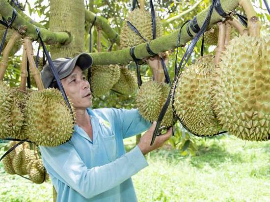 Dự báo giá sầu riêng ngày 15/5/2024: Tiếp đà giảm do vào chính vụ