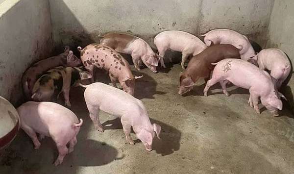 heo hoi 8