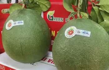 Ảnh bài viết
