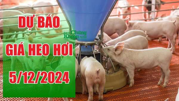 Dự báo giá heo hơi ngày 5/12/2024: Đà tăng liệu có tiếp tục giữ vững?