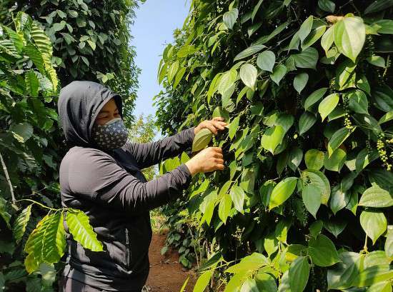 EU siết quy định an toàn thực phẩm với nông sản, giải pháp nào tránh 'ổ gà' trên 'cao tốc' EVFTA?