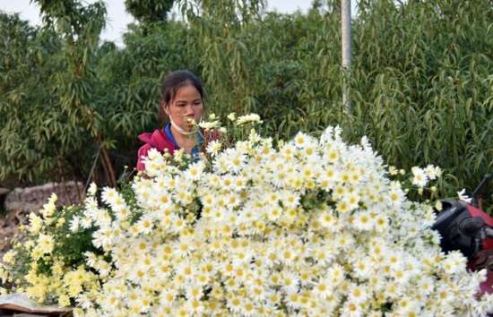 Hà Nội: Sau thời gian gây sốt, giá cúc họa mi đã chạm đáy?