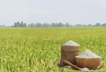 Giá lúa gạo hôm nay ngày 30/5: Thị trường lặng sóng