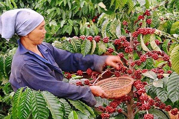 Giá gạo châu Á giảm mạnh, cà phê tăng vọt trên sàn giao dịch quốc tế