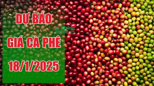 Dự báo giá cà phê ngày 18/1/2025: Giữ vững đà tăng?