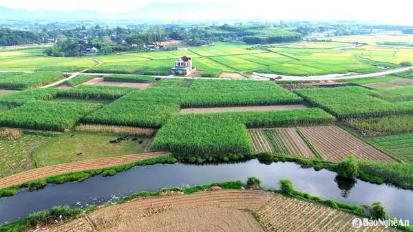 Cánh đồng mía ép nước trên địa bàn xã Thịnh Thành