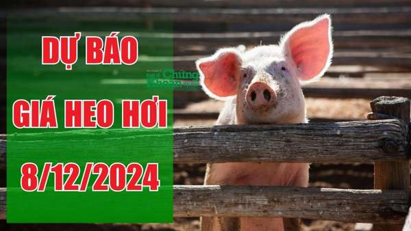 Dư báo giá heo hơi ngày 8/12/2024: Đà tăng liệu có duy trì?