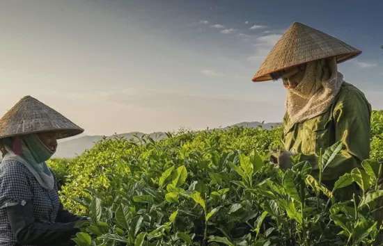 Hỗ trợ bảo vệ thương hiệu chè Tân Cương, giữ gìn danh xưng 'đệ nhất trà'