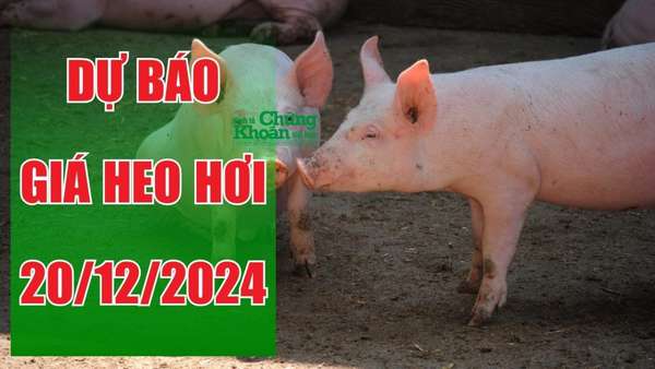 Dự báo giá heo hơi ngày 20/12: Giá sẽ chạm mốc kỷ lục?