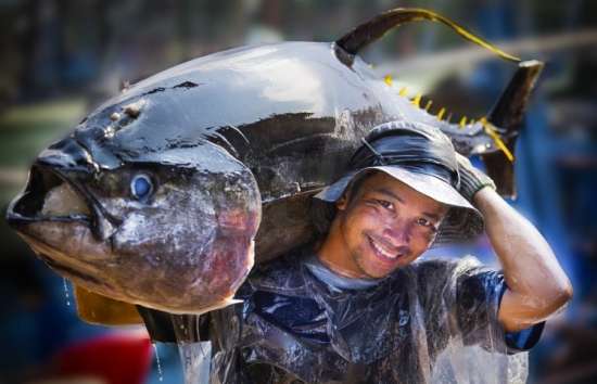 Cá ngừ Việt Nam đang có nhiều lợi thế tại thị trường Anh