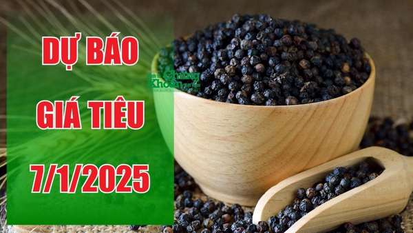 Dự báo giá tiêu ngày 7/1/2025: Sẽ chạm ngưỡng kỷ lục?