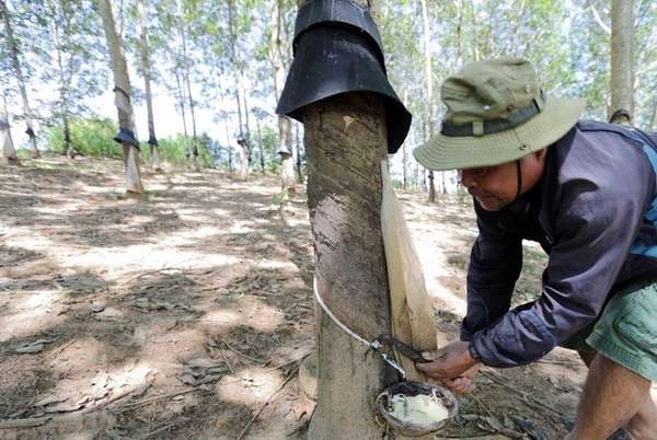 Cao su Phước Hòa (PHR): Cổ tức tiền mặt khỏa lấp thiếu hụt về câu chuyện tăng trưởng?