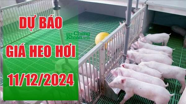 Dự báo giá heo hơi ngày 11/12/2024: Có thể chạm 70.000 đồng/kg?