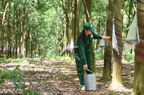 Cao su Tây Ninh (TRC) báo lãi tăng vọt gấp gần 6 lần, cổ phiếu lập tức tăng kịch trần