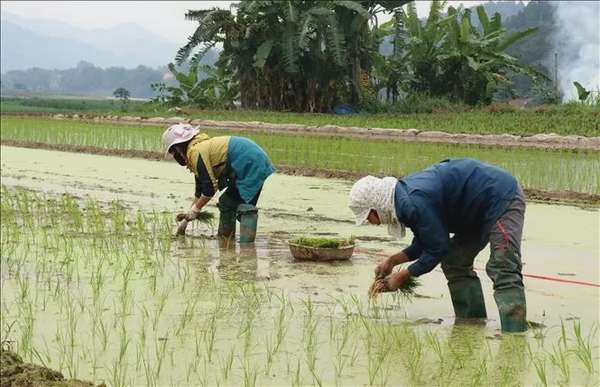 Ảnh bài viết