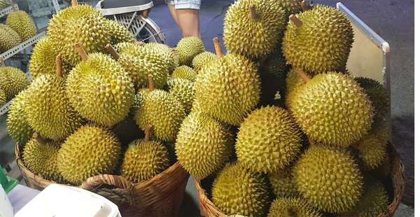 sau riêng