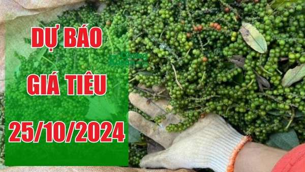 Dự báo giá tiêu ngày 25/10/2024: Tăng mạnh 