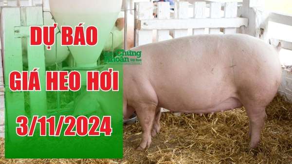 Dự báo giá heo hơi ngày 3/11: Biến động không đồng nhất, heo hơi miền Bắc đang tăng nhanh