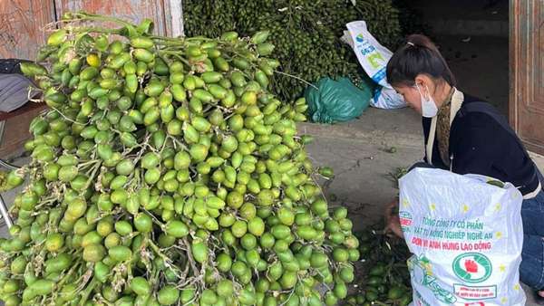 Giá cau tươi hôm nay 30/10: Thị trường cau liên tục hạ nhiệt, cau Nghệ An “rơi tự do”