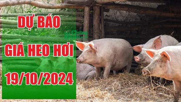 Dự báo giá heo hơi ngày 19/10/2024: Thị trường chững lại, miền Bắc giữ giá cao nhất cả nước