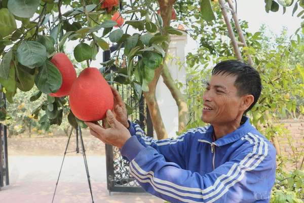 Làng bưởi độc nhất Hà Thành 'cháy hàng' dịp Tết