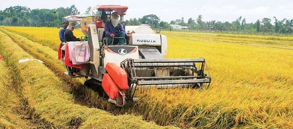 Giá gạo liên tiếp tăng cao nhưng doanh nghiệp xuất khẩu vẫn gặp nhiều thách thức