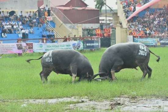 Lễ hội chọi trâu truyền thống Đồ Sơn năm 2024: Kịch tính 7 phút “ông trâu' số 04 giành chức vô địch