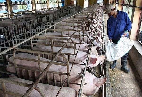 Giá lợn hơi tăng đáng kể trong tháng 5, cổ phiếu chăn nuôi nào là điểm đến của dòng tiền?