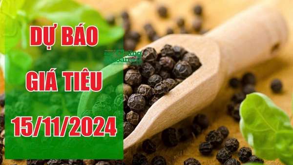 Dự báo giá tiêu ngày 15/11: Lặng sóng tại các khu vực trọng điểm, người dân chờ đợi thời cơ