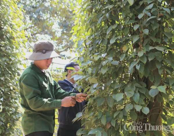 Giá tiêu hôm nay 24/12/2024: Giá tiêu trong nước hôm nay trái chiều với thế giới