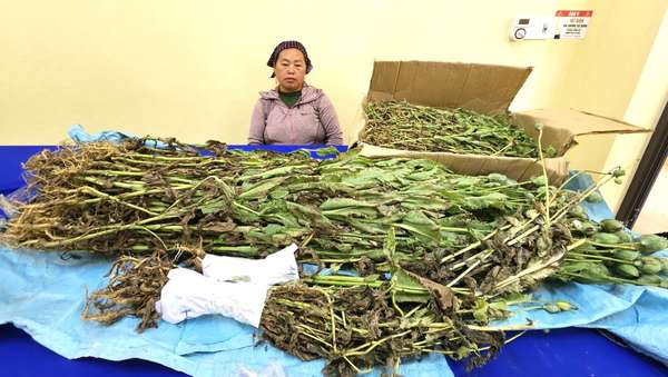 Lào Cai: Bắt đối tượng trồng gần 800 cây thuốc phiện trong vườn rau cải