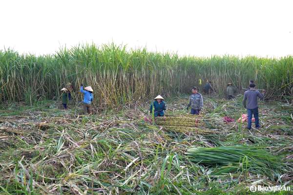 Vào vụ thu hoạch mía ép lấy nước, bà con xã Thịnh Thành thường đổi công để hỗ trợ nhau, đỡ vất vả và giảm chi phí