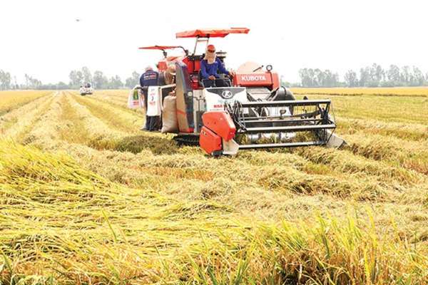 Giá lúa gạo hôm nay ngày 3/3 và tổng kết tuần qua: Lúa tăng mạnh nhất 400 đồng/kg