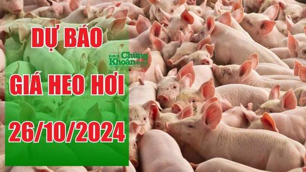 Dự báo giá heo hơi ngày 26/10/2024: Tiếp tục giảm, miền Nam thấp nhất