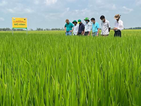 Phân bón Bình Điền đón tin vui, cổ phiếu BFC tăng vượt đỉnh năm 2023